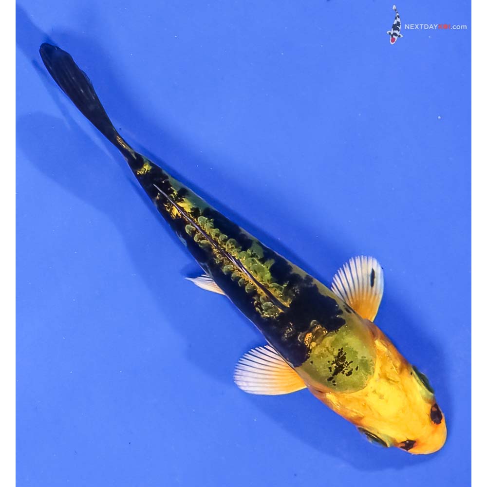 3” Imported Kin Kikokuryu - Image 3