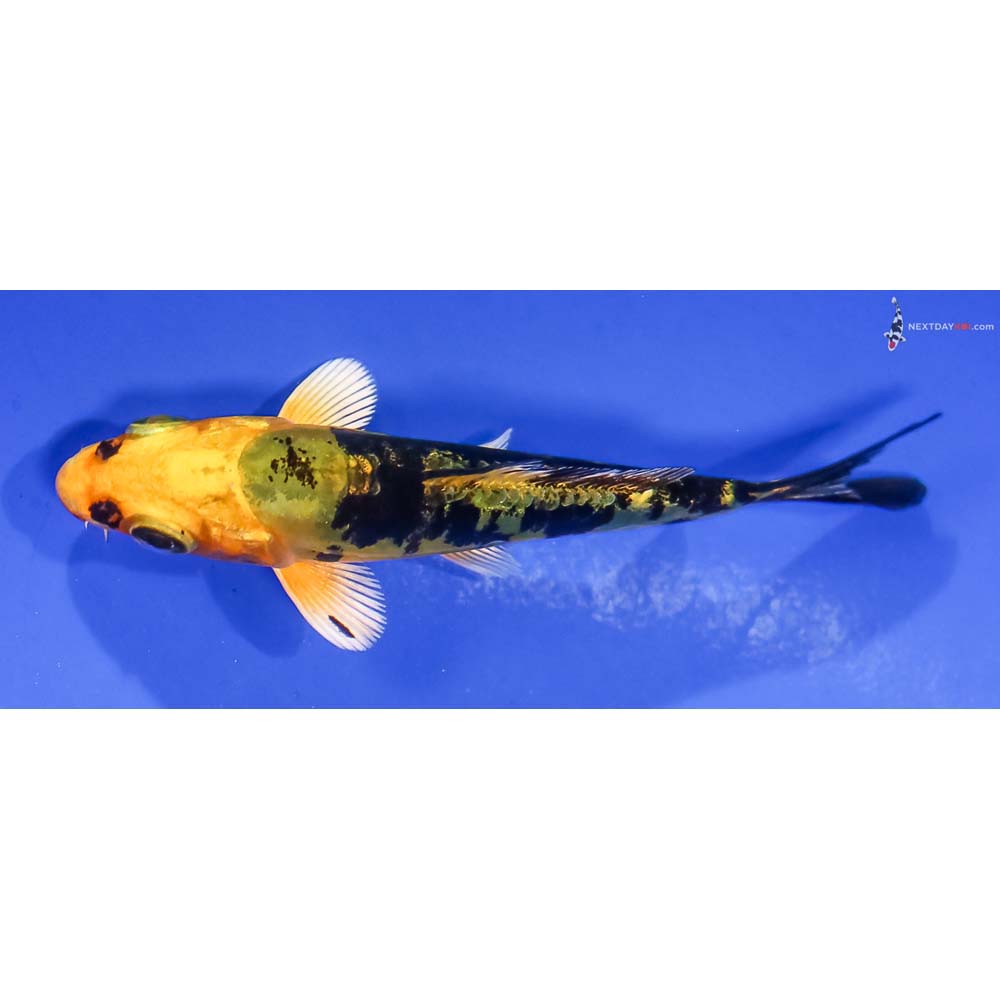 3” Imported Kin Kikokuryu - Image 4