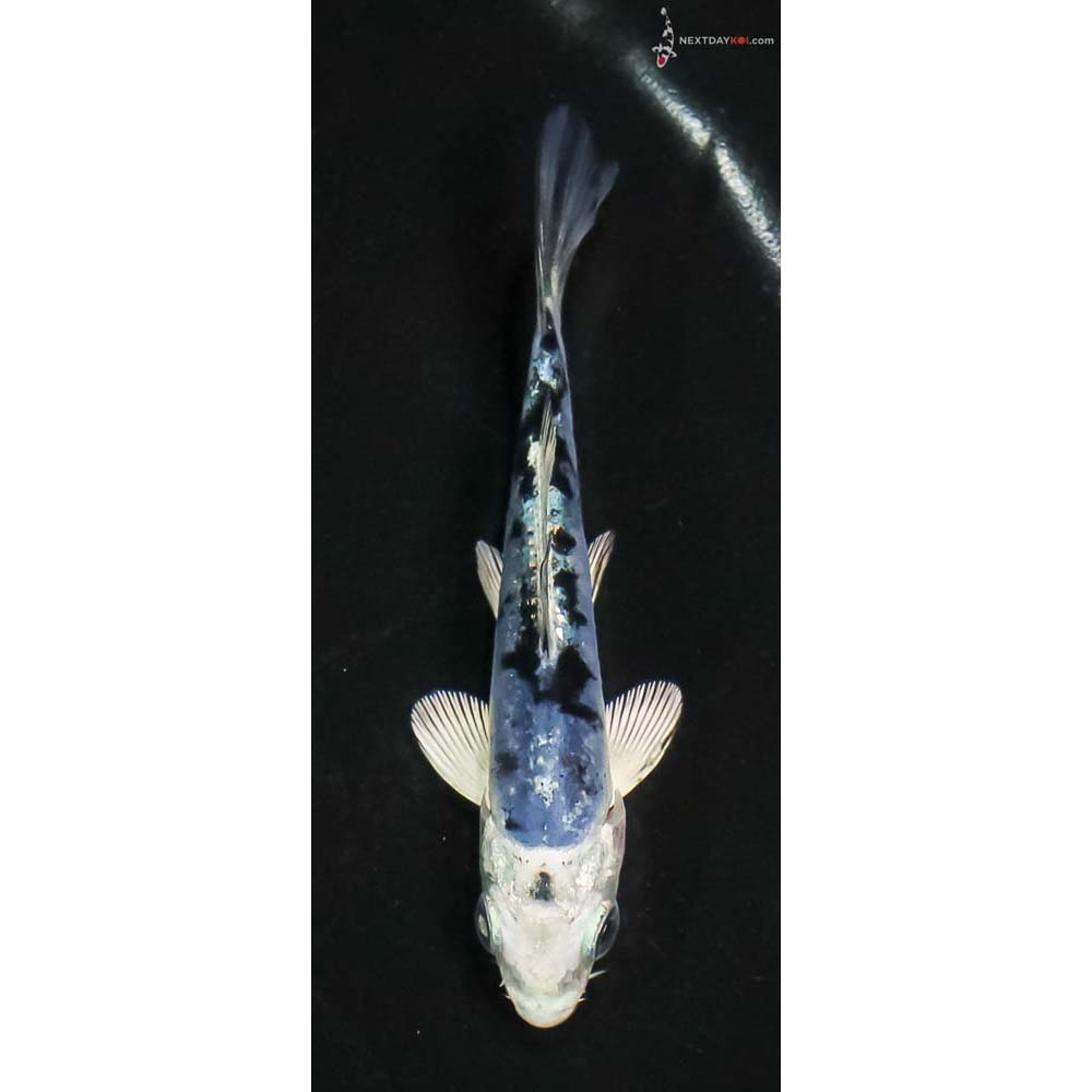 3.5” Imported Doitsu Blue Gin Shiro Bekko