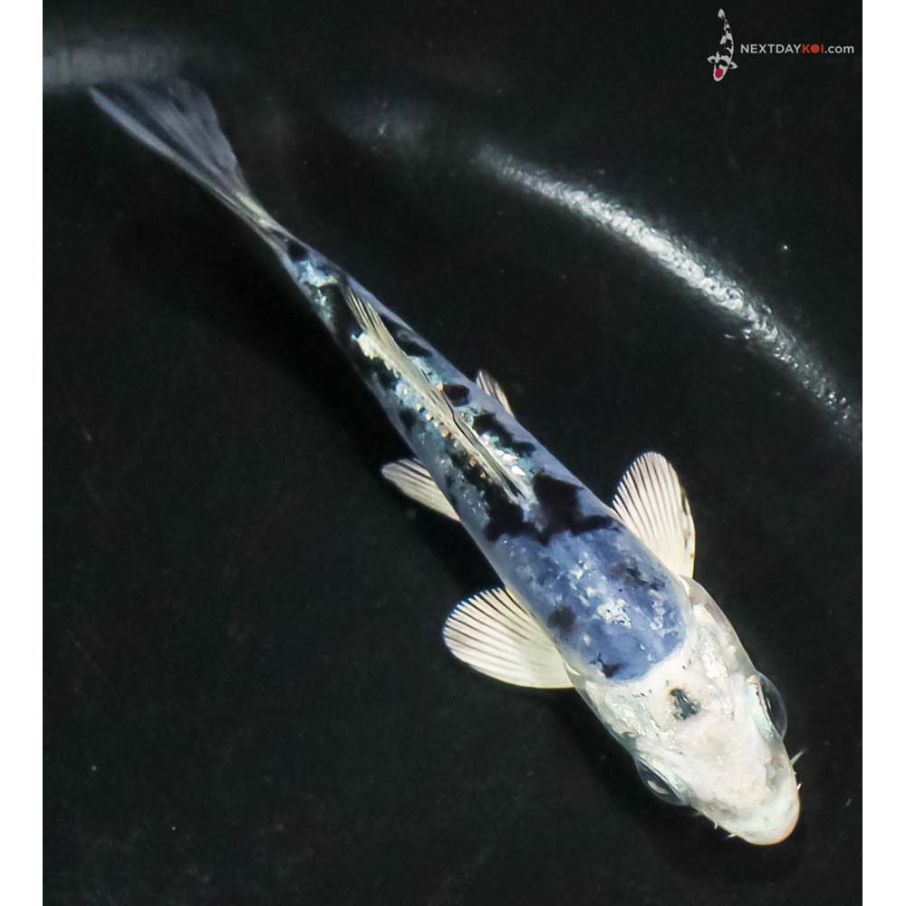 3.5” Imported Doitsu Blue Gin Shiro Bekko - Image 3