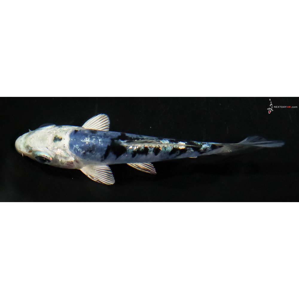 3.5” Imported Doitsu Blue Gin Shiro Bekko - Image 4