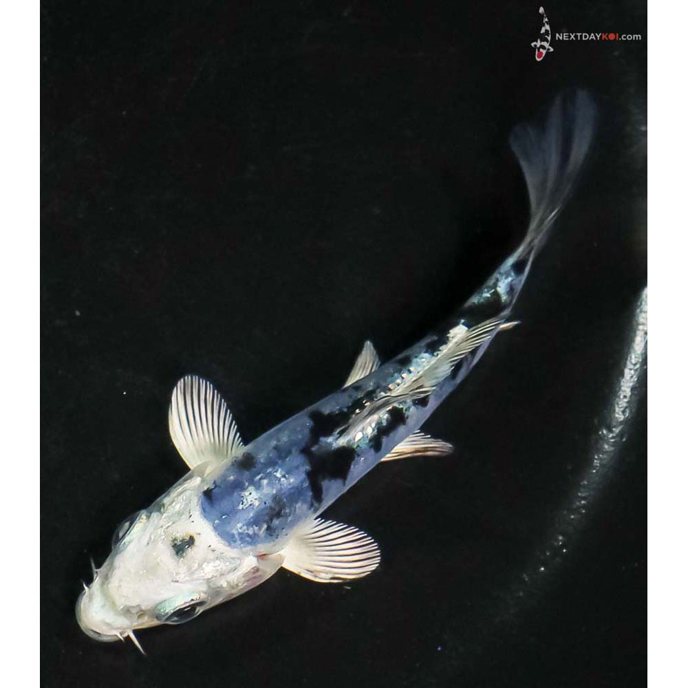 3.5” Imported Doitsu Blue Gin Shiro Bekko - Image 5