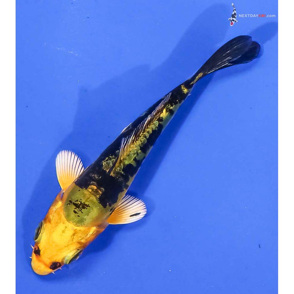 3” Imported Kin Kikokuryu - Image 5