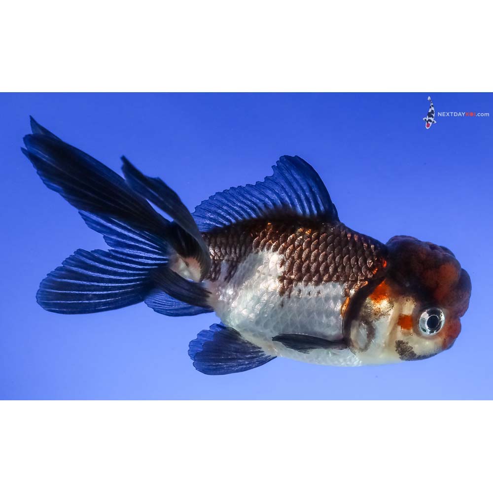 3.5” Imported Tri Color Panda Oranda
