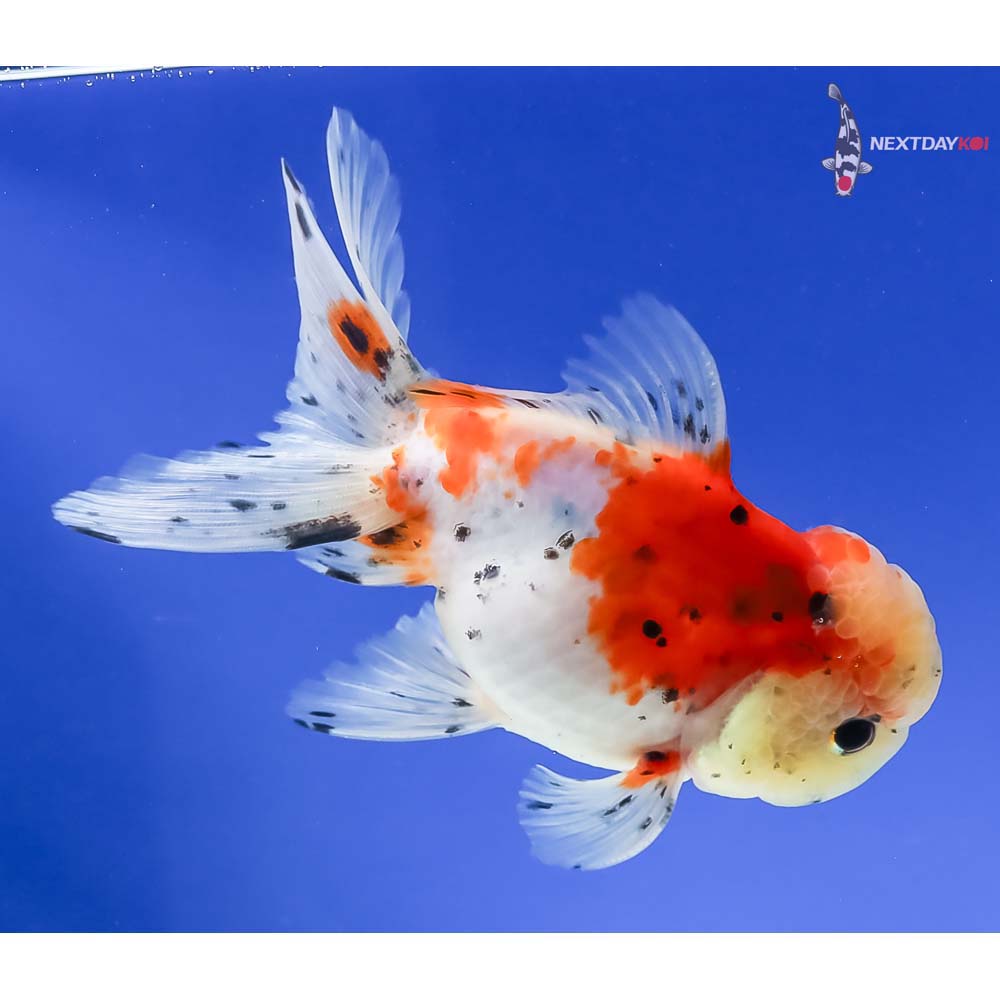 4.5” Imported Calico Oranda - Image 2