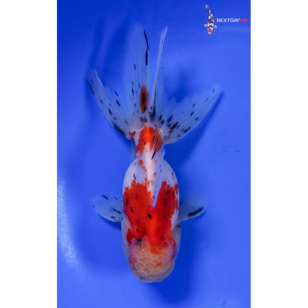 4.5” Imported Calico Oranda - Image 3