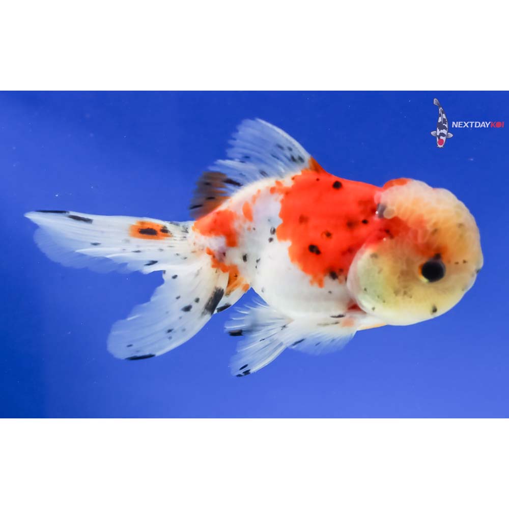 4.5” Imported Calico Oranda - Image 4