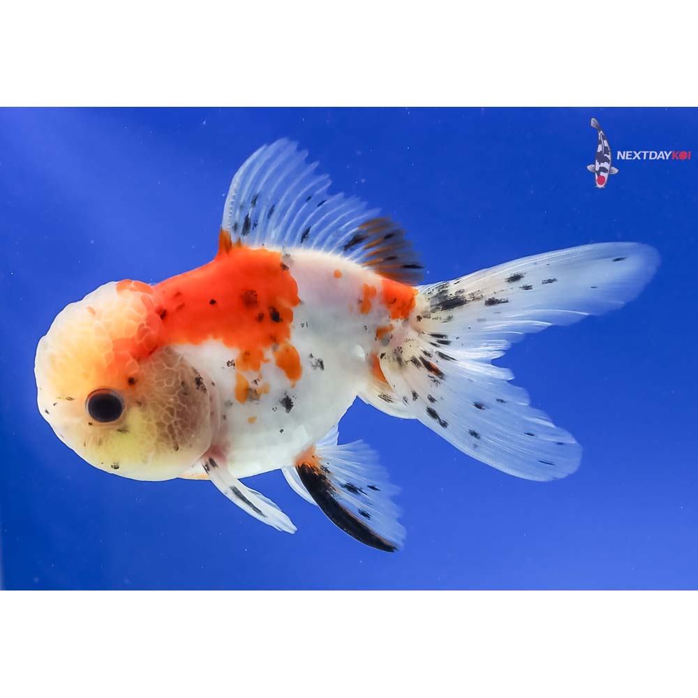 4.5” Imported Calico Oranda - Image 5