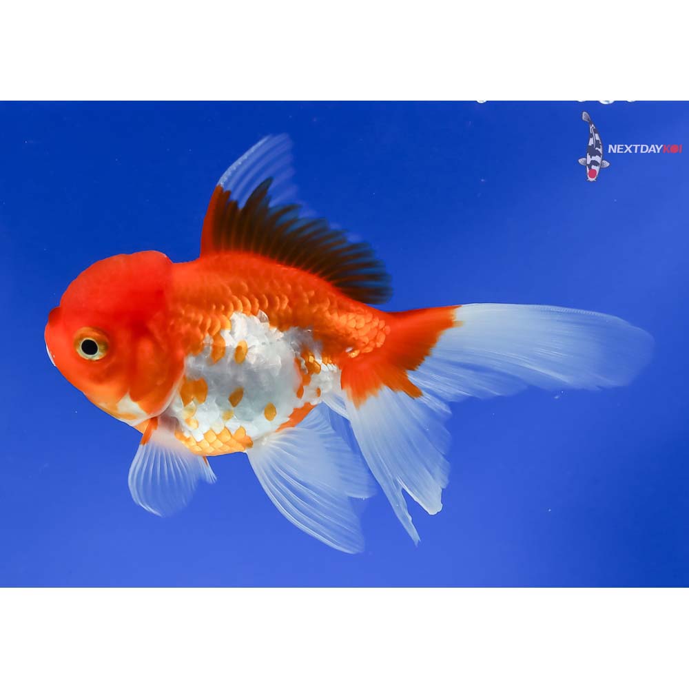 5” Imported Red and White Oranda - Image 2