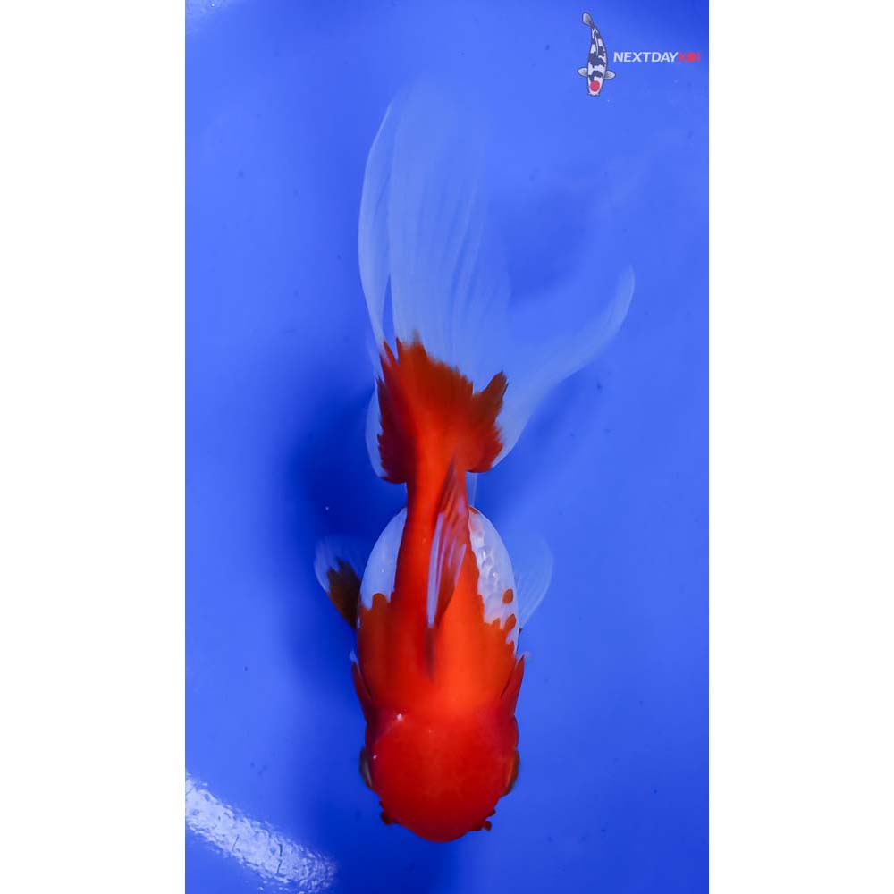 5” Imported Red and White Oranda - Image 3