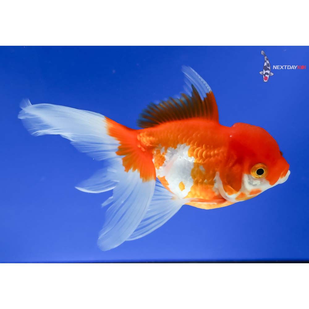 5” Imported Red and White Oranda - Image 4