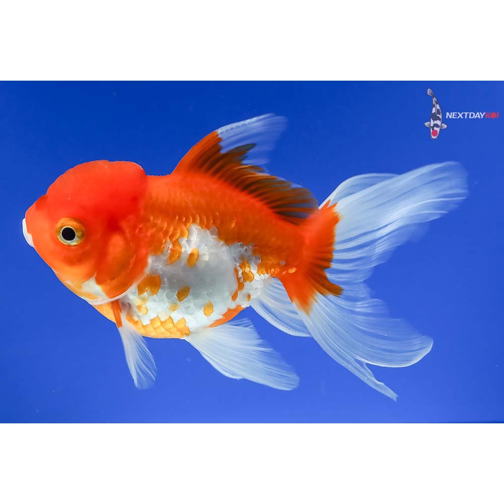 5” Imported Red and White Oranda - Image 5