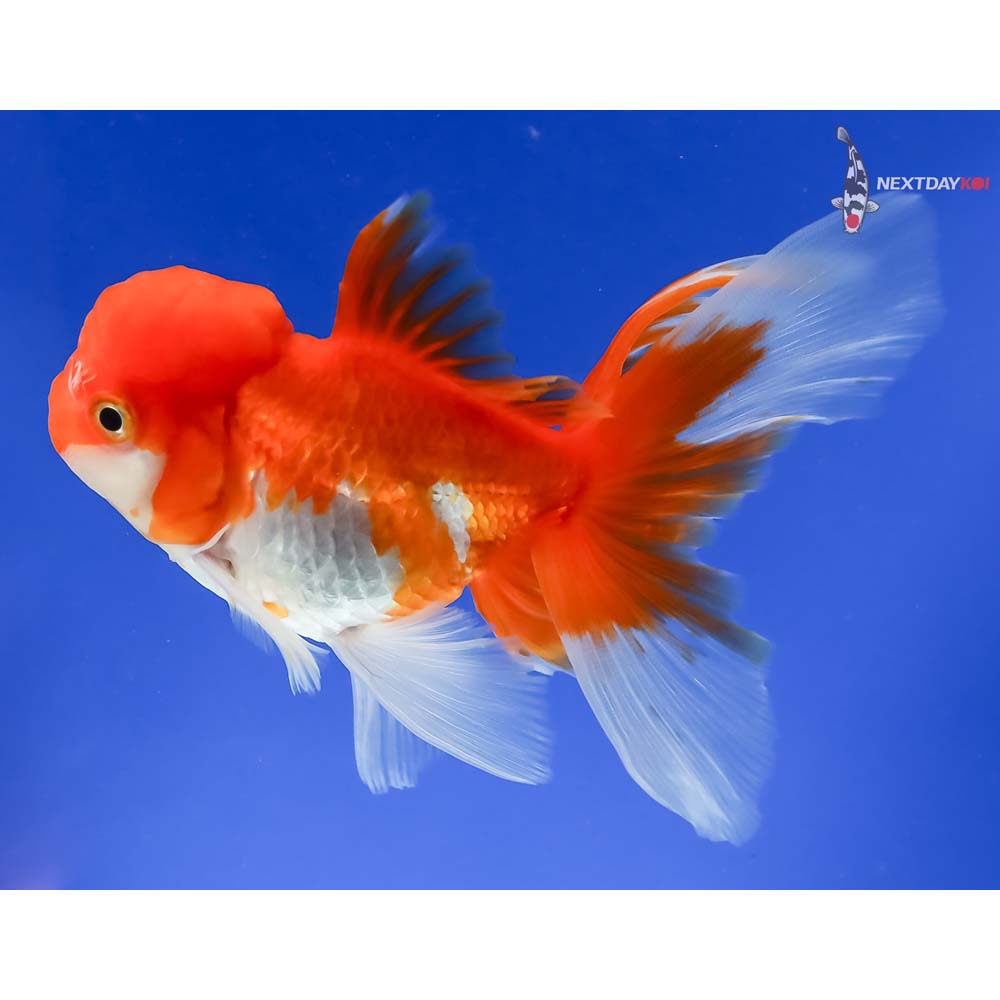 5” Imported Red and White Oranda - Image 2