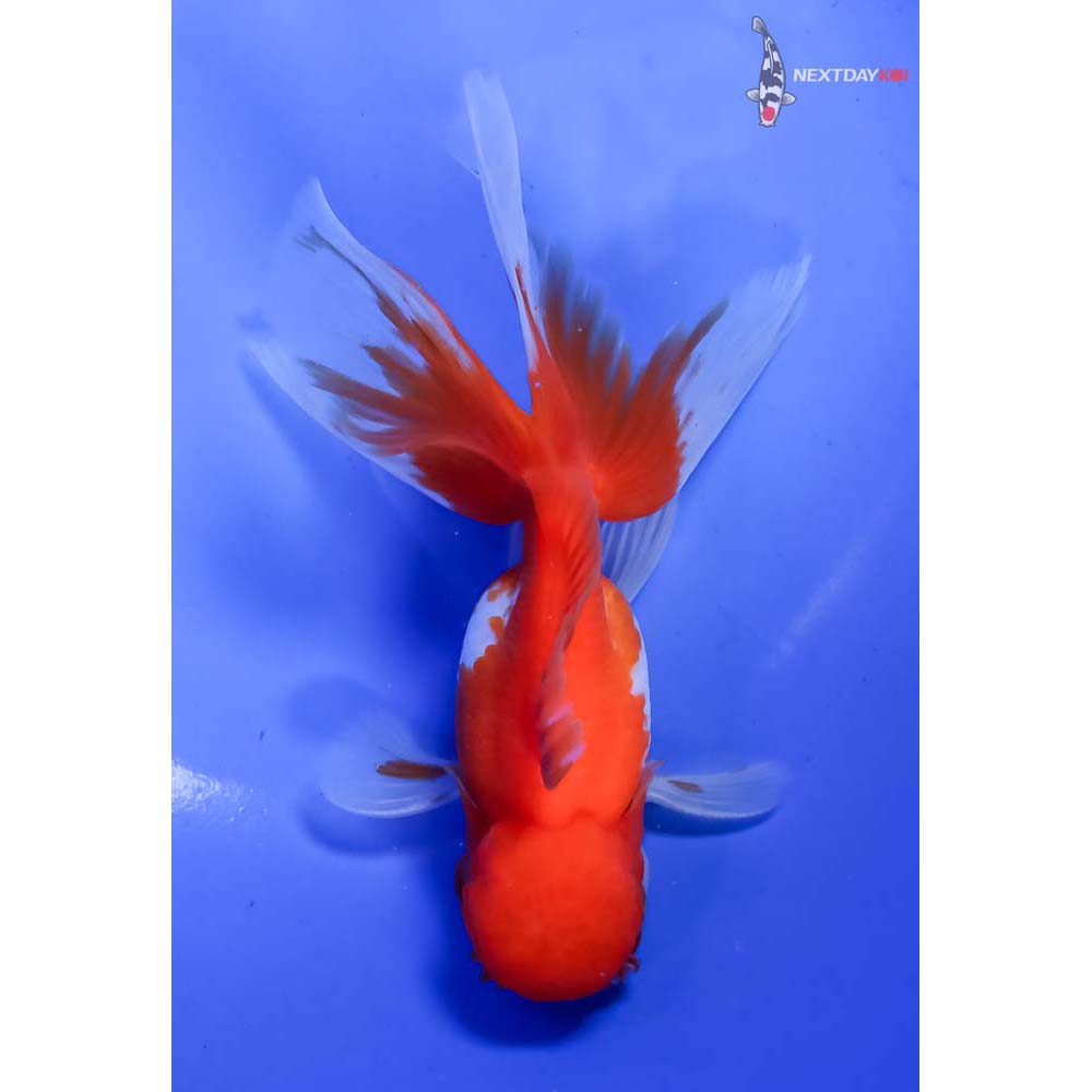 5” Imported Red and White Oranda - Image 3