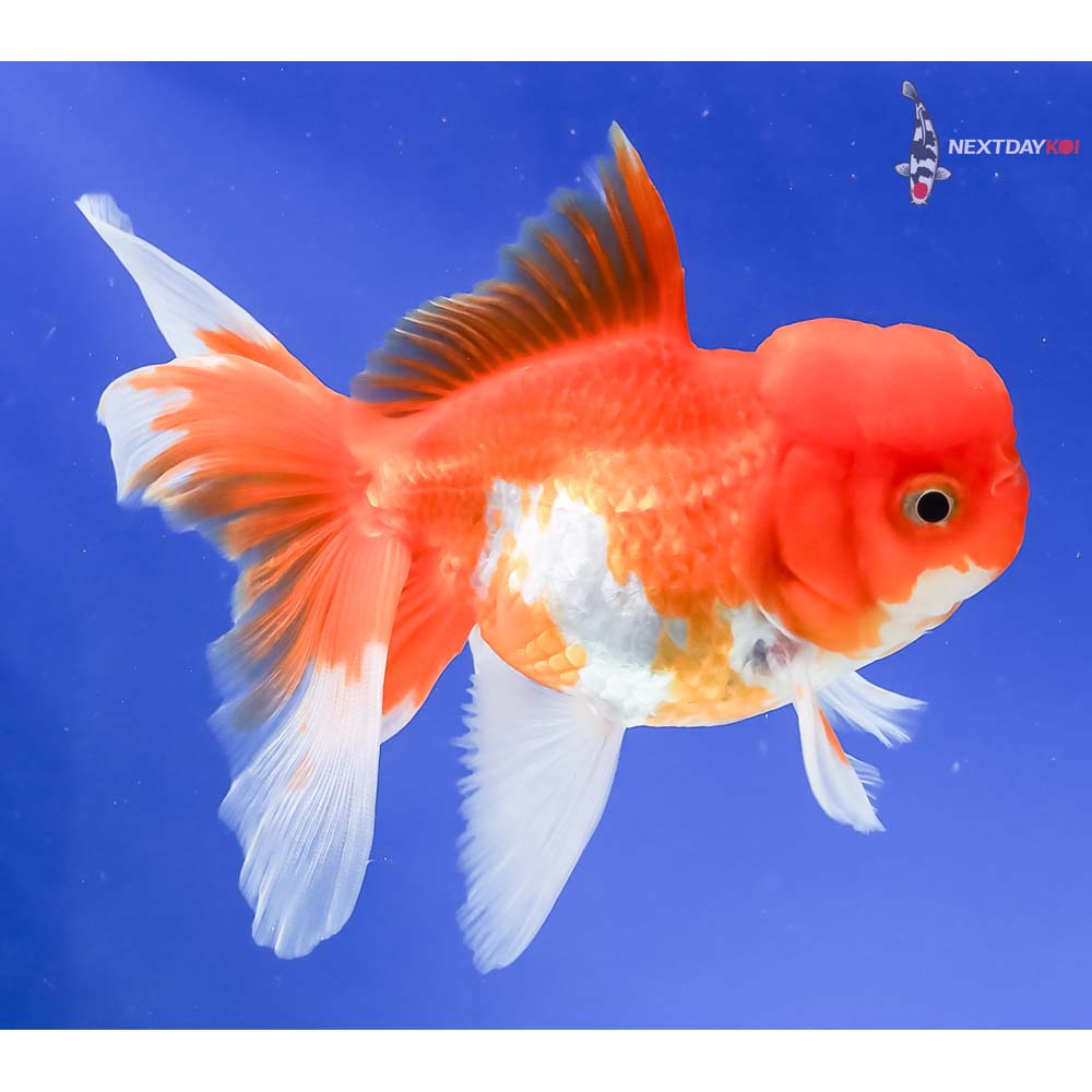 5” Imported Red and White Oranda - Image 4