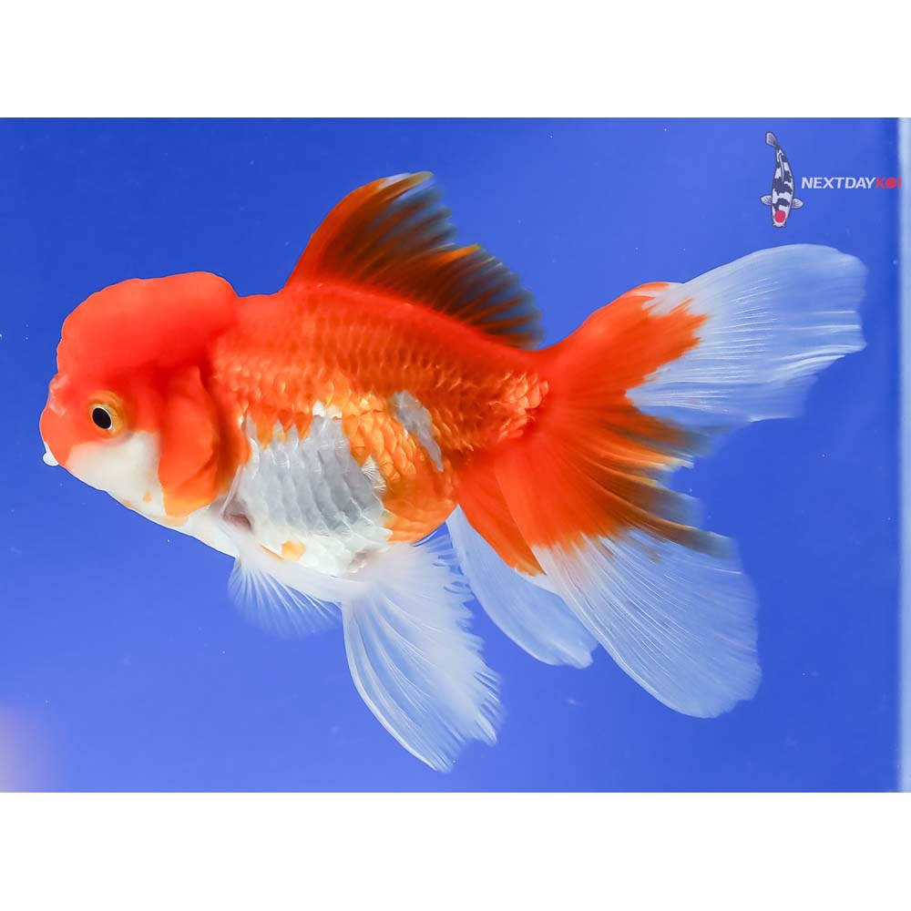 5” Imported Red and White Oranda - Image 5