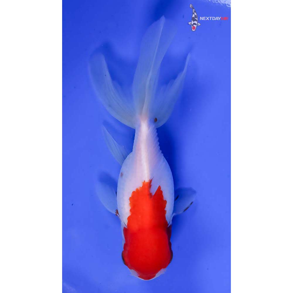 5” Imported Red and White Oranda - Image 3