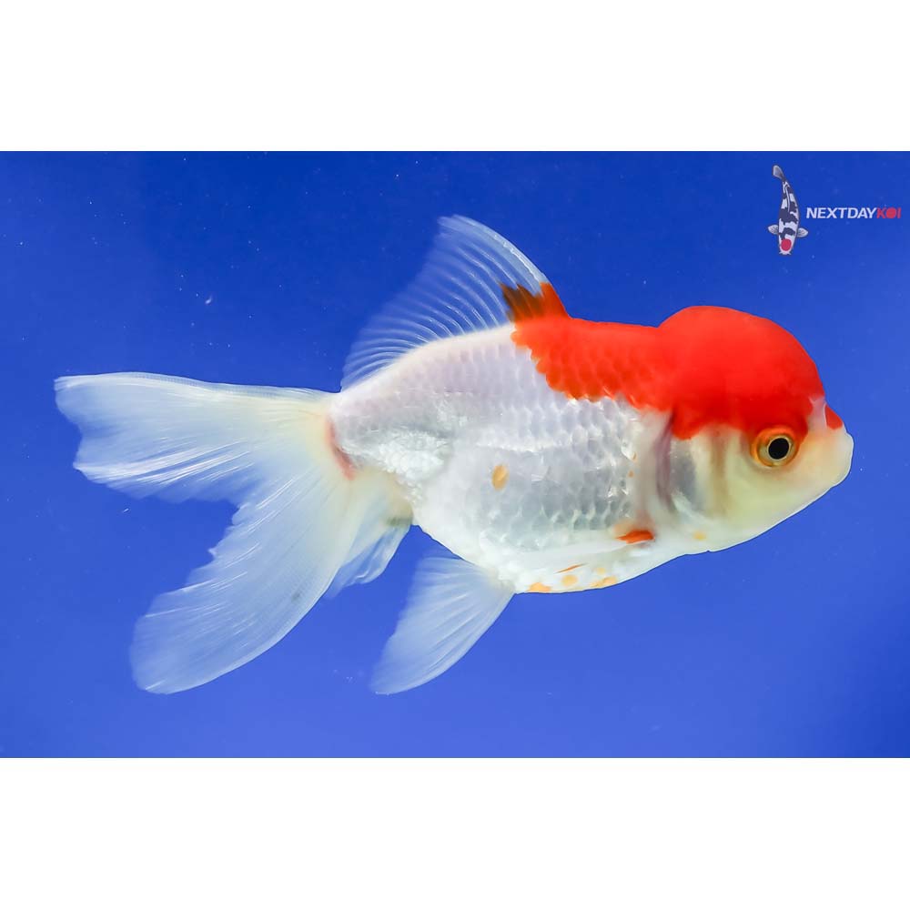 5” Imported Red and White Oranda - Image 4