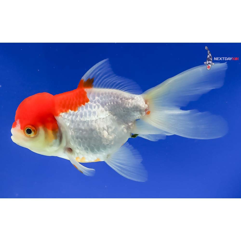 5” Imported Red and White Oranda - Image 5