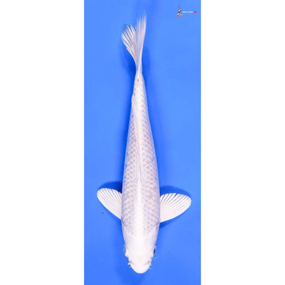 8” Imported Platinum Ogon