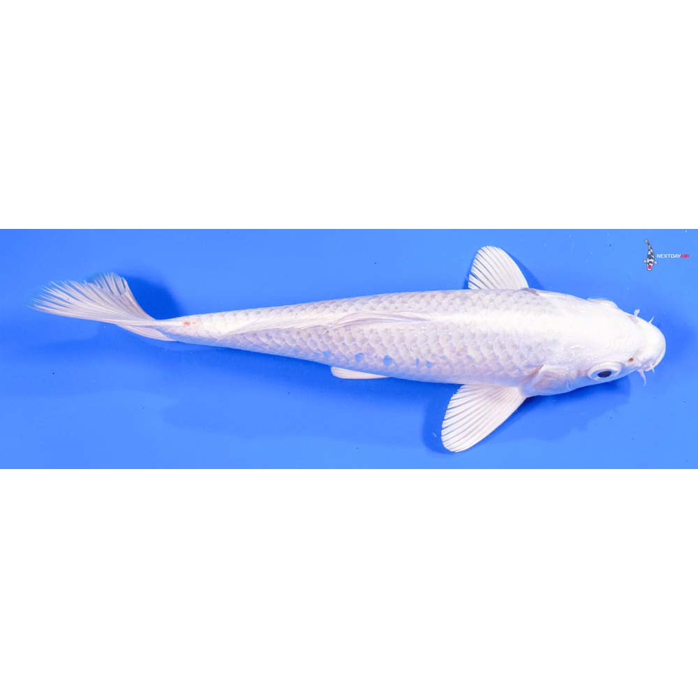 8” Imported Platinum Ogon - Image 2