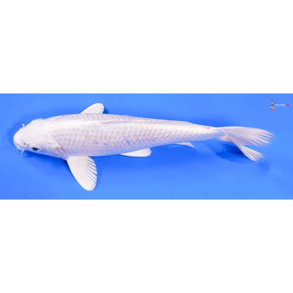 8” Imported Platinum Ogon - Image 4