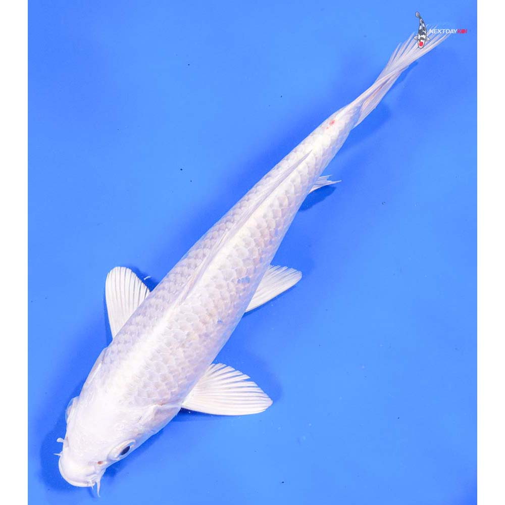 8” Imported Platinum Ogon - Image 5