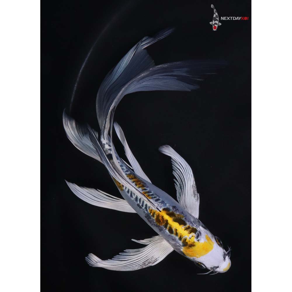 9" Imported Doitsu Blue Kujaku Butterfly Koi