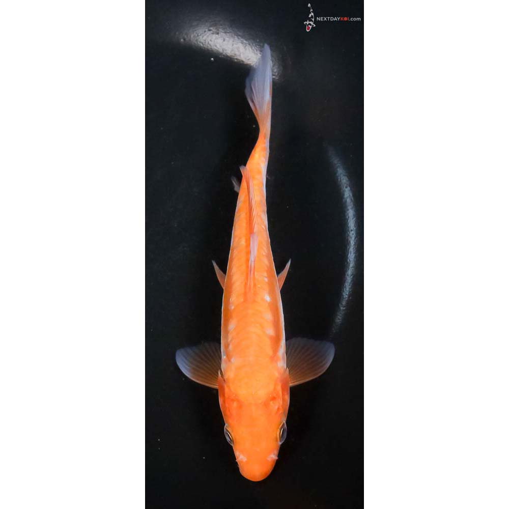 6” Imported Doitsu Ochiba Shigure