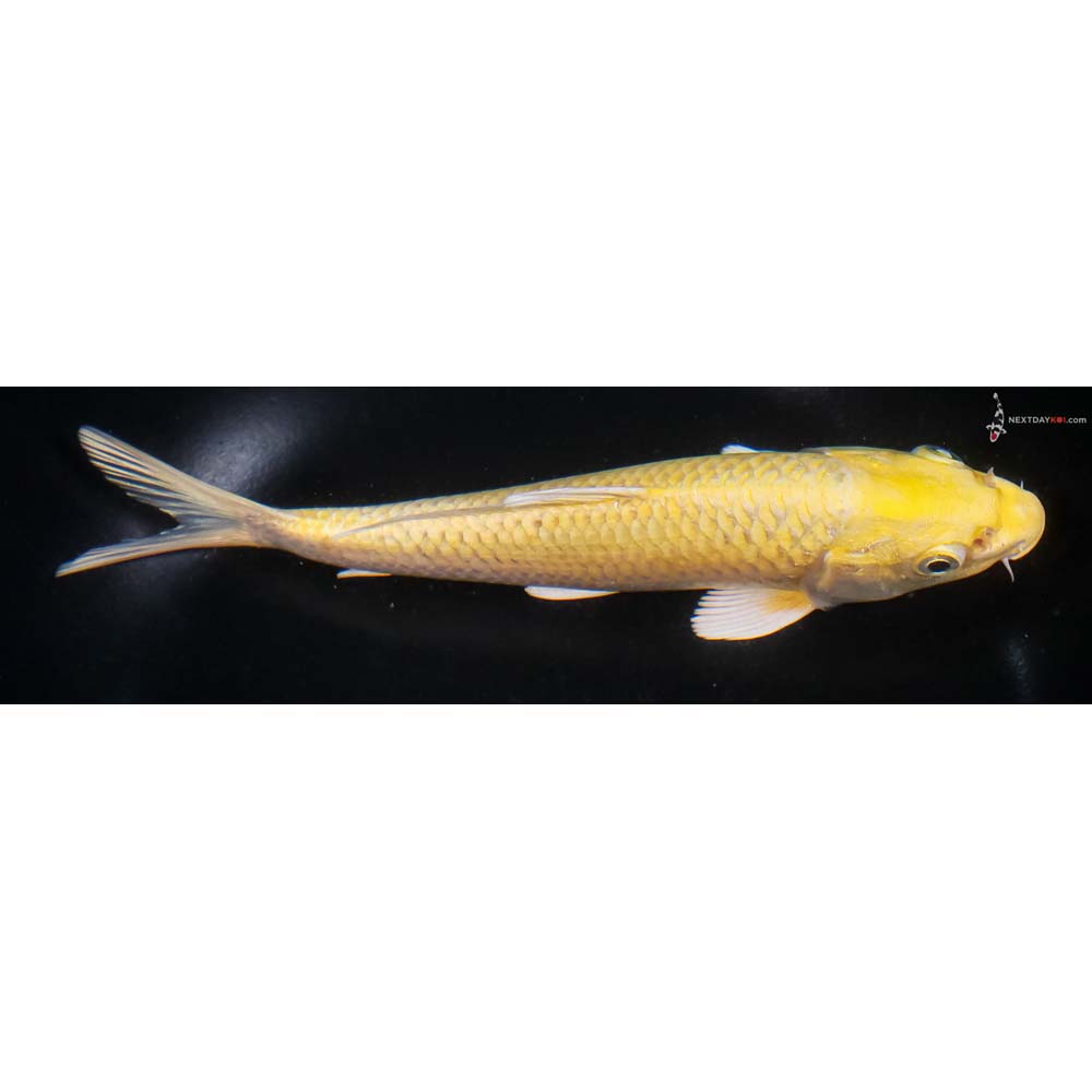 7” Imported Yamabuki Ogon - Image 2