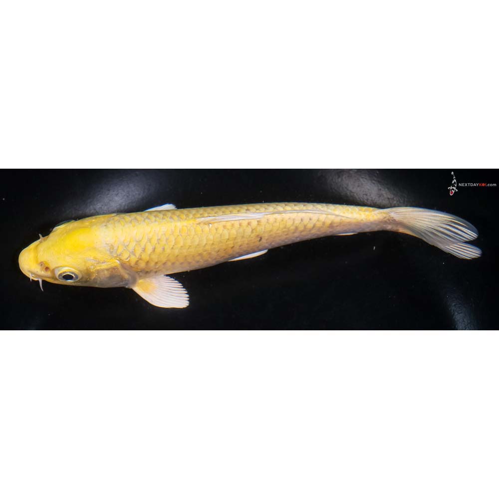 7” Imported Yamabuki Ogon - Image 4