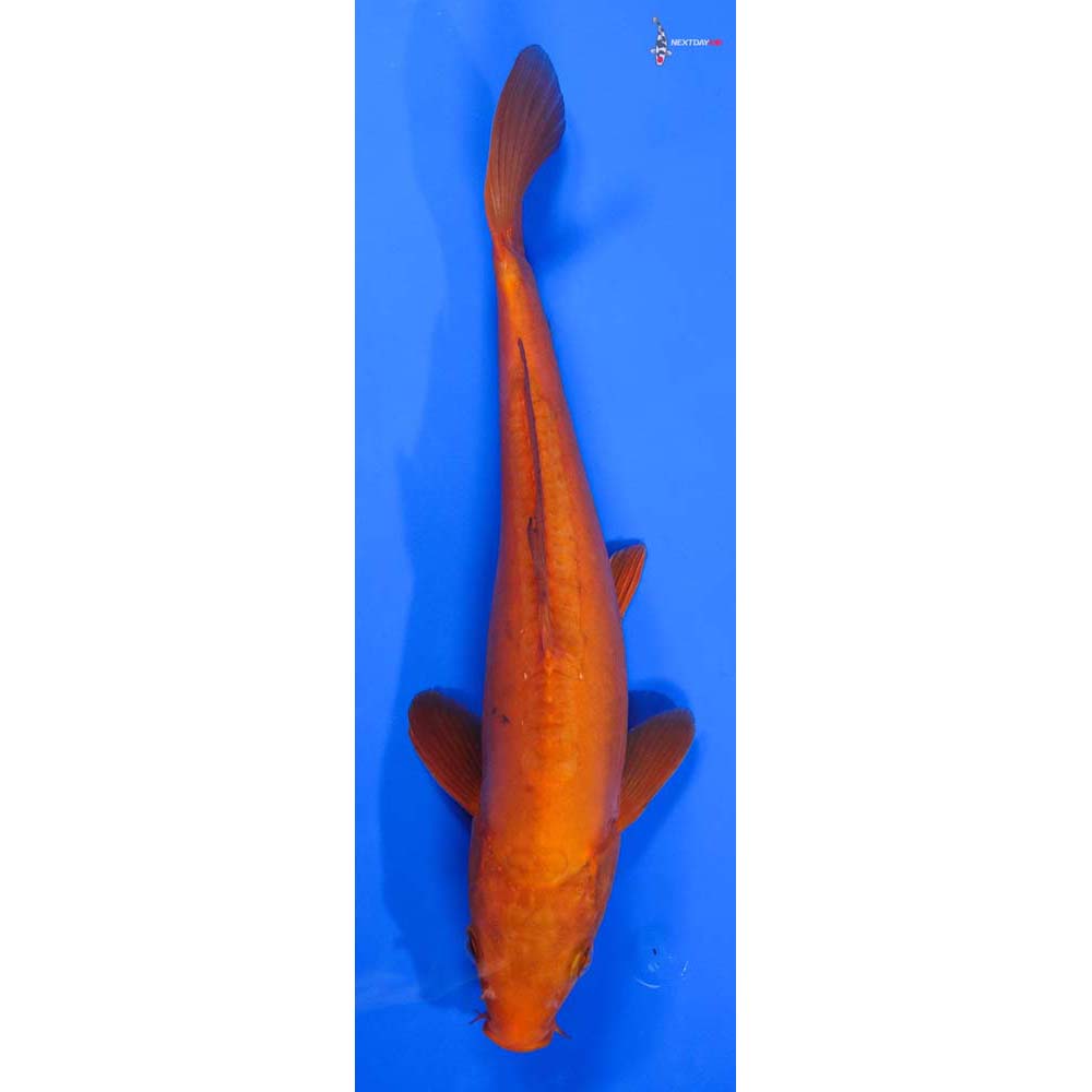 11” Imported Male Doitsu Chagoi