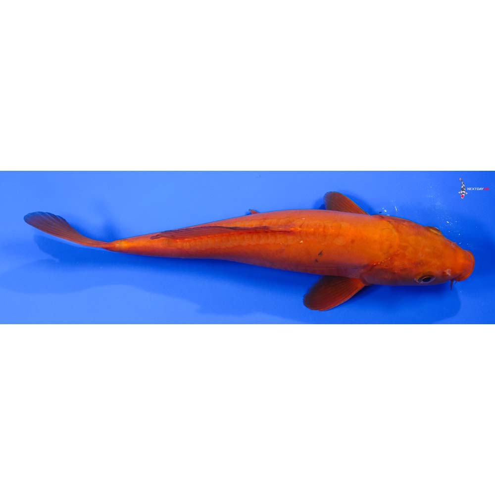 11” Imported Male Doitsu Chagoi - Image 3