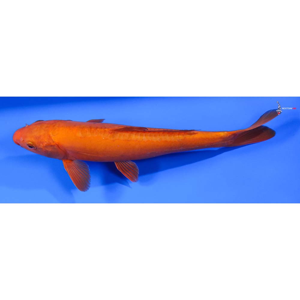 11” Imported Male Doitsu Chagoi - Image 5