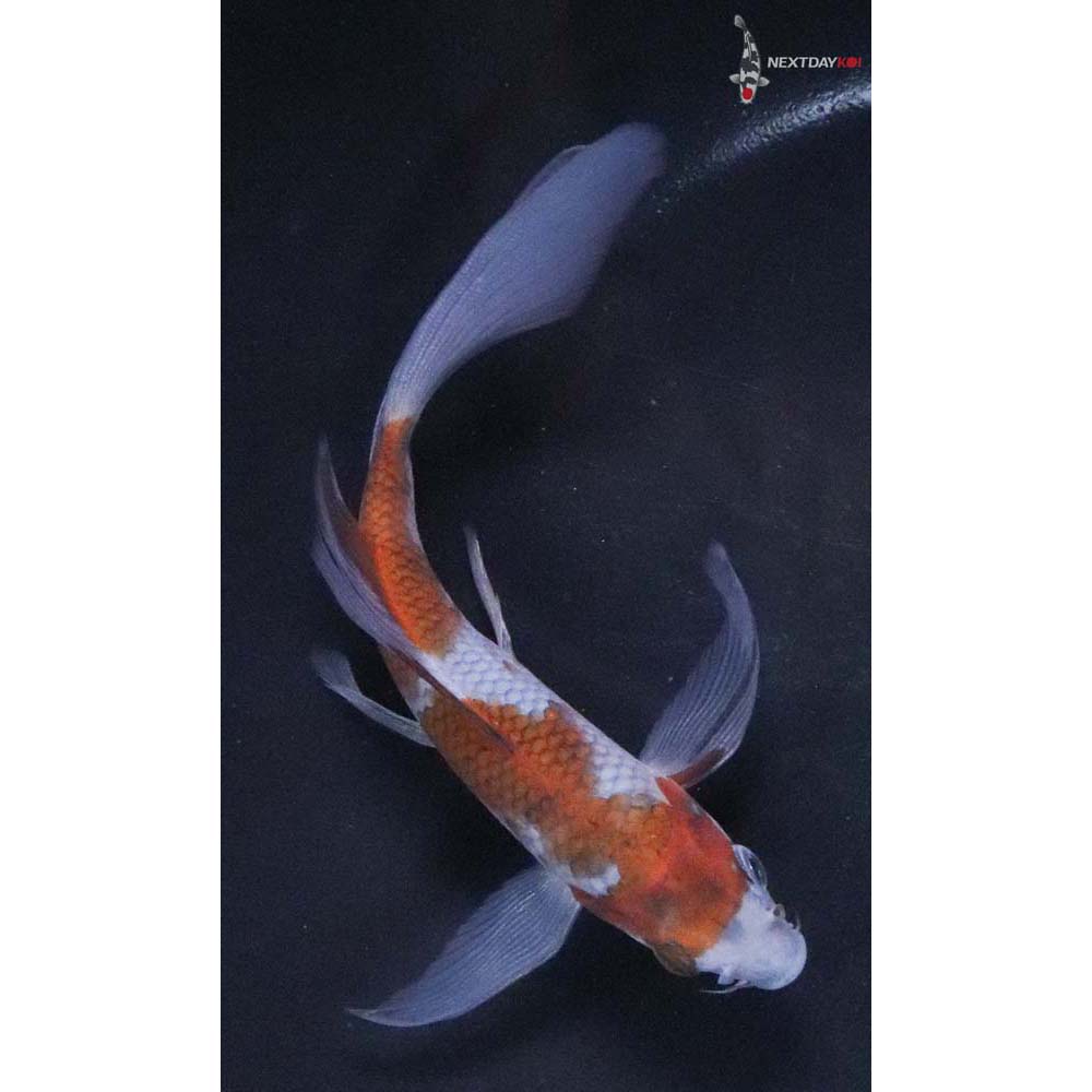 5.5" Imported Ochiba Shigure Butterfly Koi