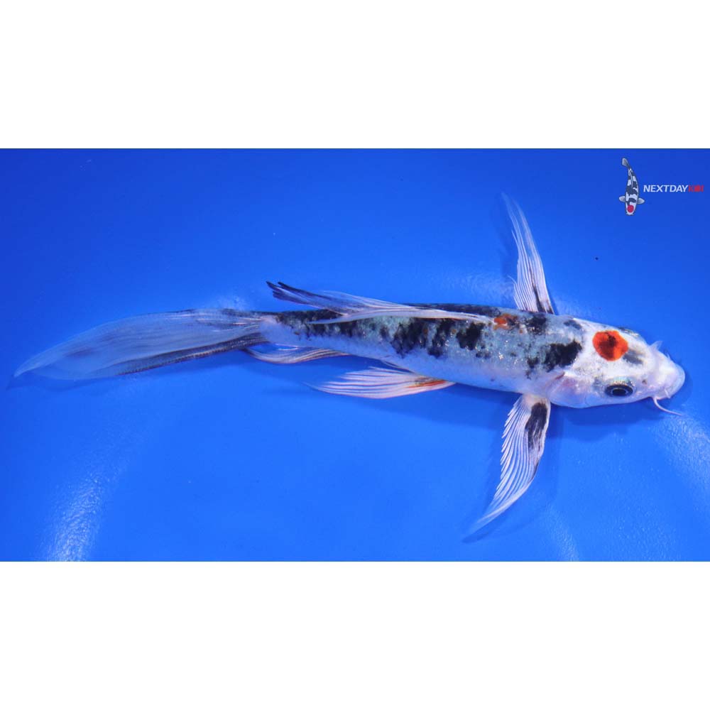 6" Imported Maruten Yamato Nishiki Butterfly Koi - Image 2