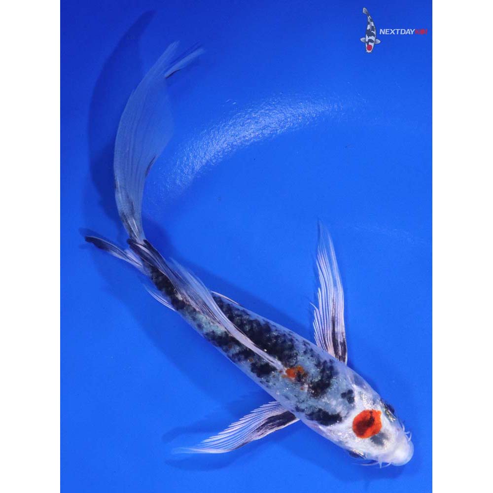 6" Imported Maruten Yamato Nishiki Butterfly Koi - Image 3