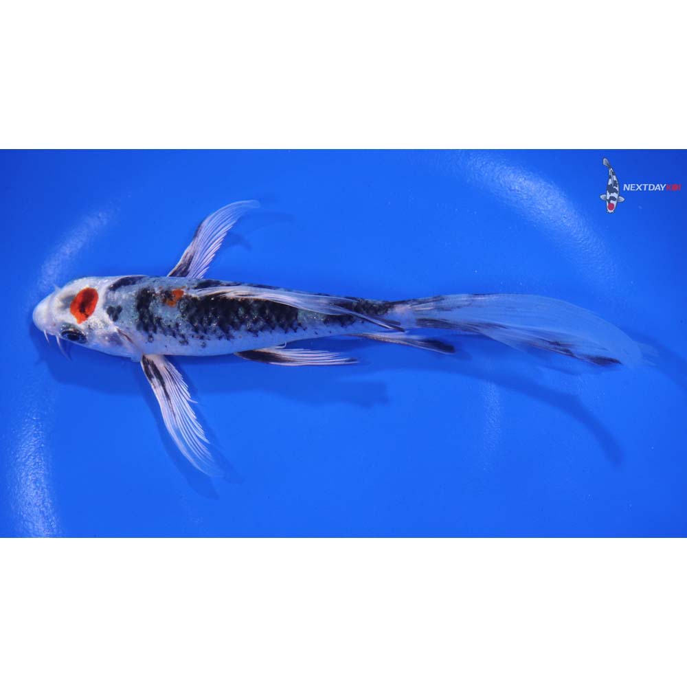 6" Imported Maruten Yamato Nishiki Butterfly Koi - Image 4