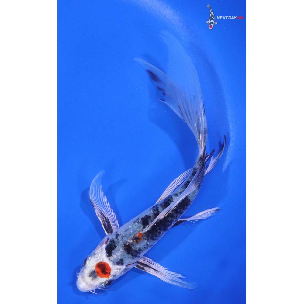 6" Imported Maruten Yamato Nishiki Butterfly Koi - Image 5