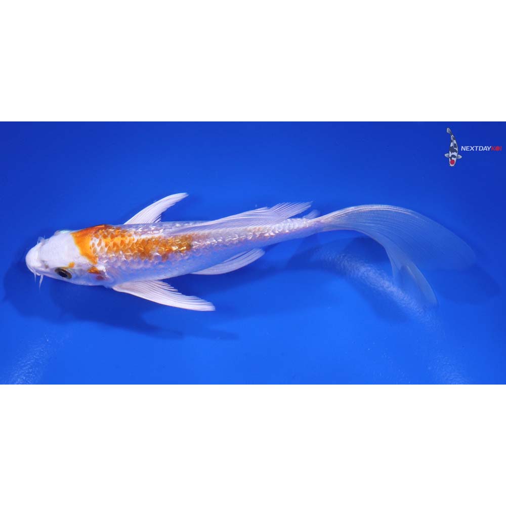 6" Imported Gin Rin Hariwake Butterfly Koi - Image 4