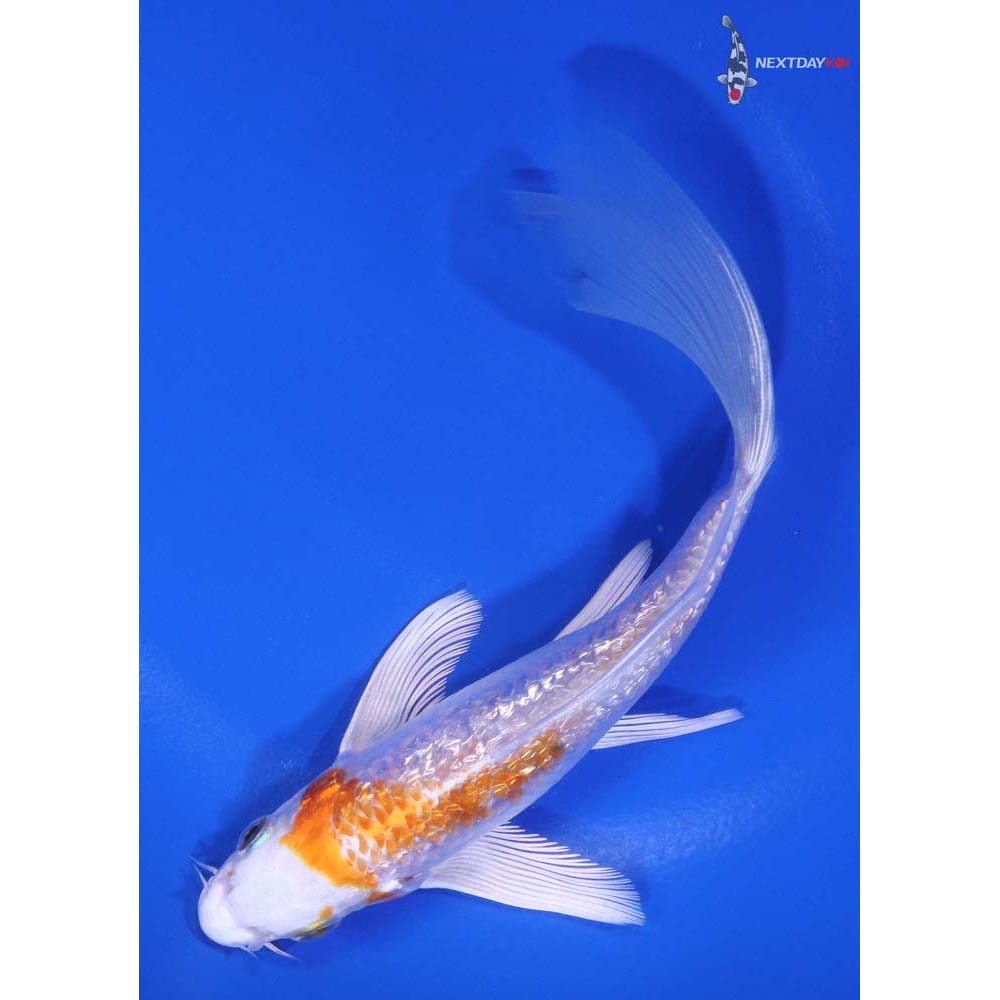 6" Imported Gin Rin Hariwake Butterfly Koi - Image 5