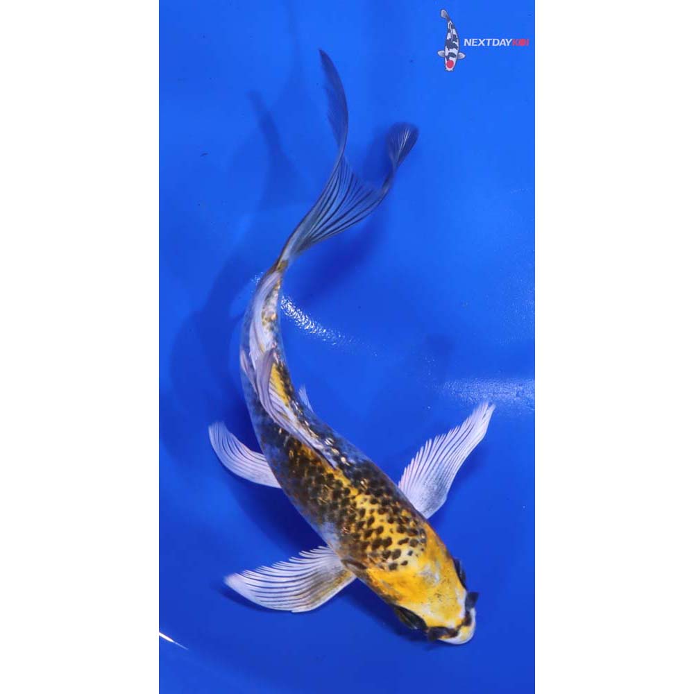 6” Imported Gin Rin Kujaku Butterfly Koi - Image 3