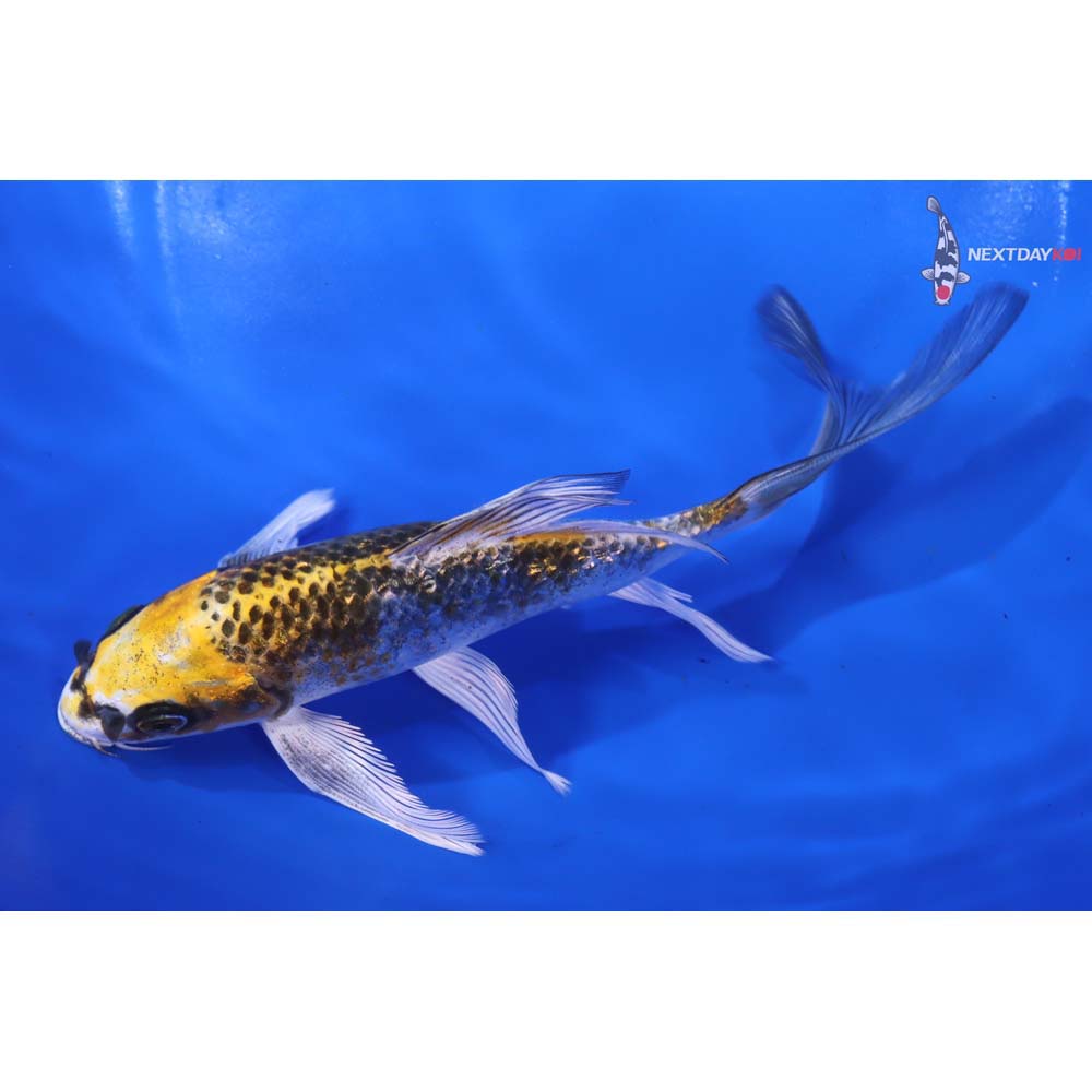 6” Imported Gin Rin Kujaku Butterfly Koi - Image 4