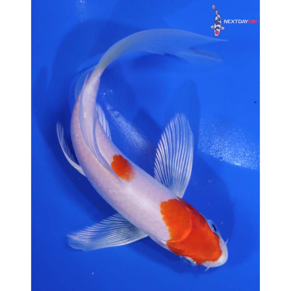 6” Imported Hariwake Butterfly Koi