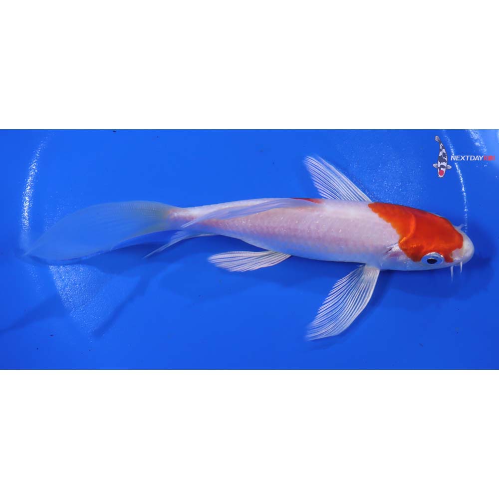 6” Imported Hariwake Butterfly Koi - Image 2