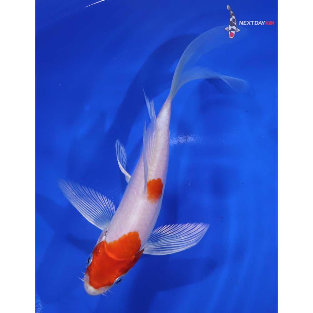 6” Imported Hariwake Butterfly Koi - Image 3