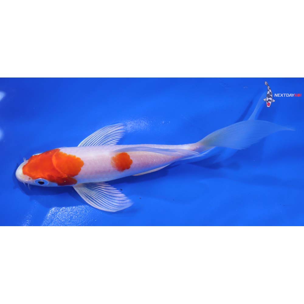 6” Imported Hariwake Butterfly Koi - Image 4