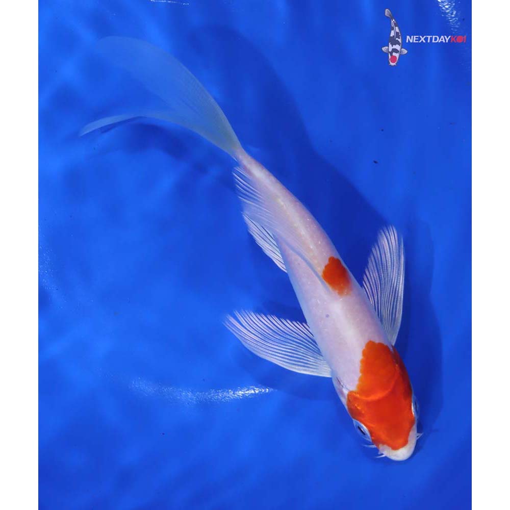 6” Imported Hariwake Butterfly Koi - Image 5