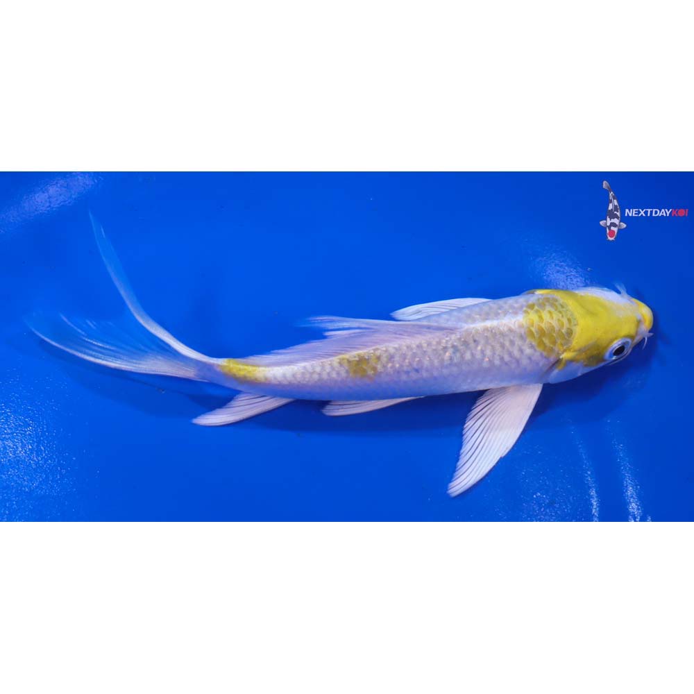 6” Imported Lemon Hariwake Butterfly Koi - Image 2