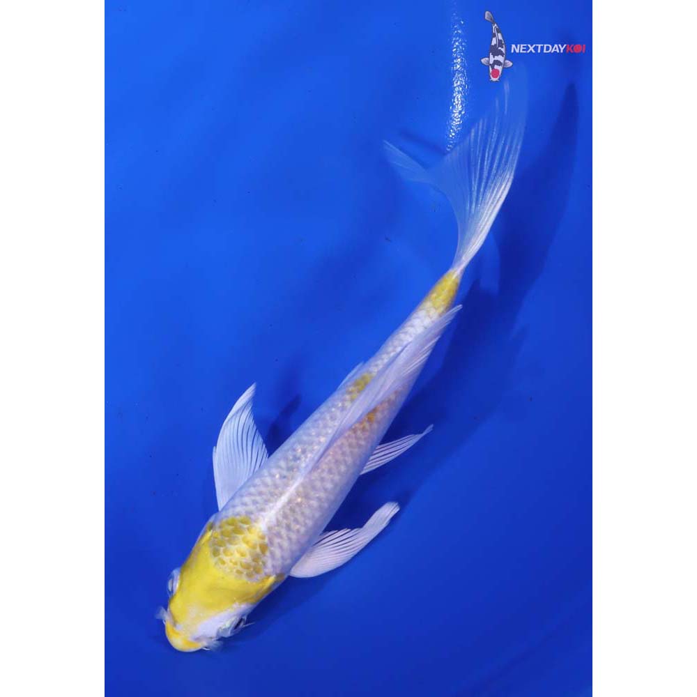 6” Imported Lemon Hariwake Butterfly Koi - Image 3